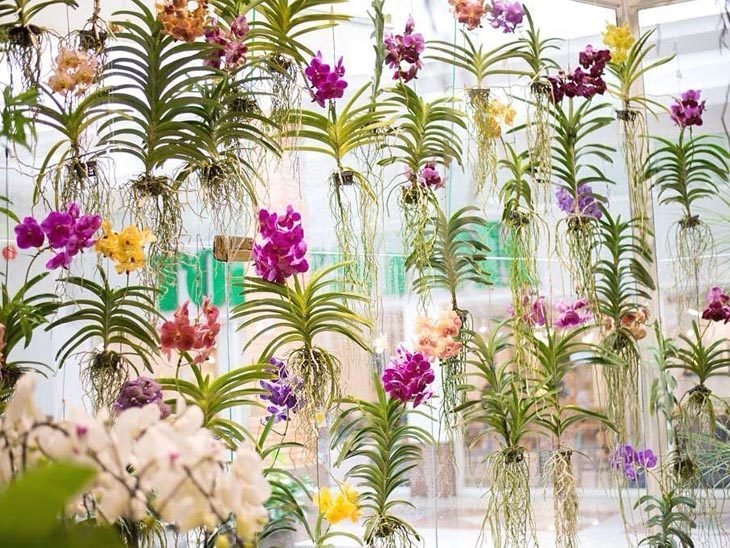 cortina de orquídeas vanda