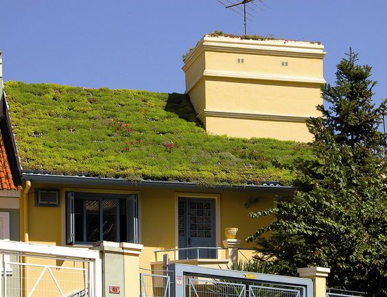 casa amarela com telhado verde portão e árvore frontal