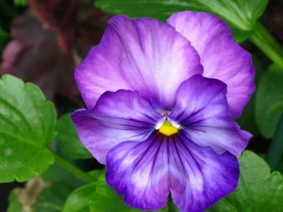 Um flor violeta.