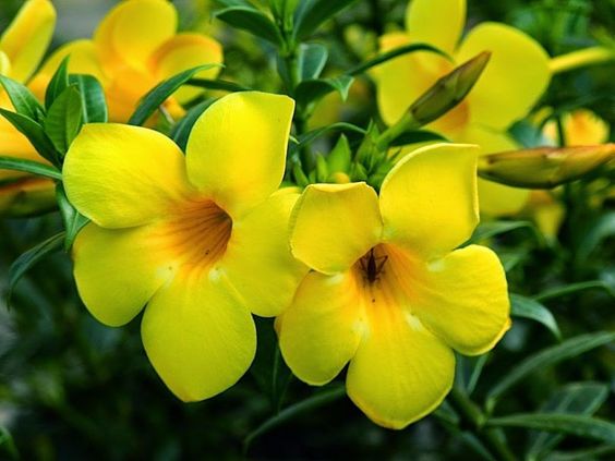 Flores para jardim: alamanda amarela.