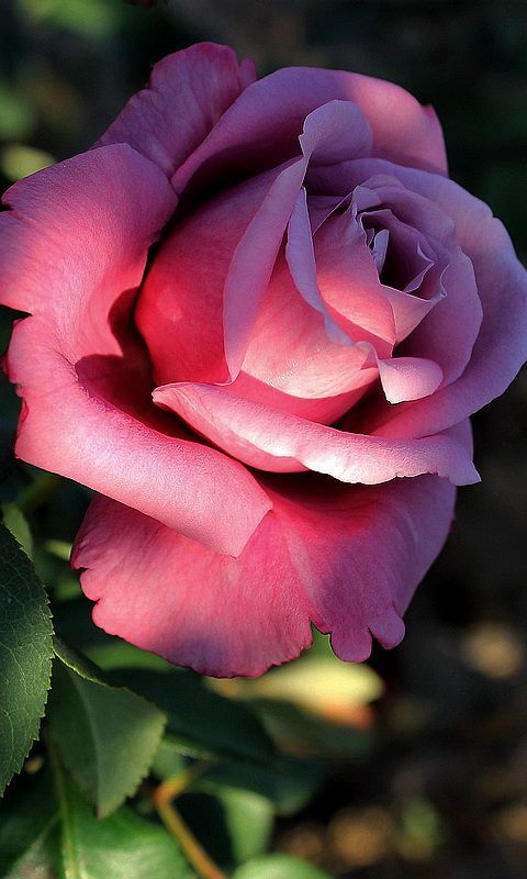 Flores para jardim: rosa.