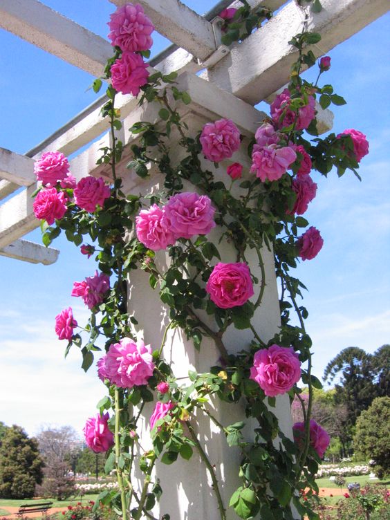 Rosas em uma coluna de pergolado.