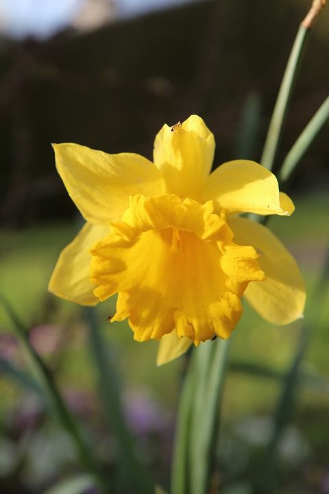 Flores para jardim: Narciso.