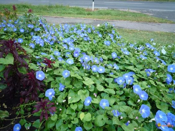 Jardim com muitas flores azuis.