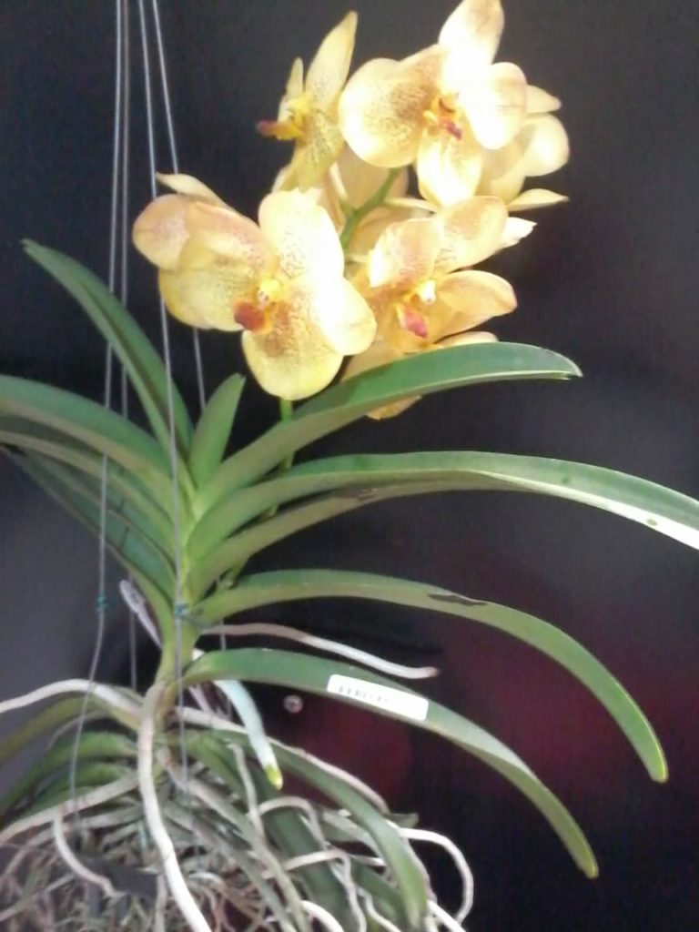 floração amarela da planta