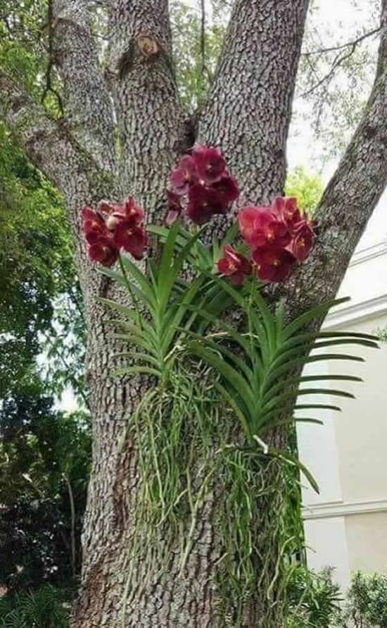 orquídea vanda amarrada no tronco de árvore