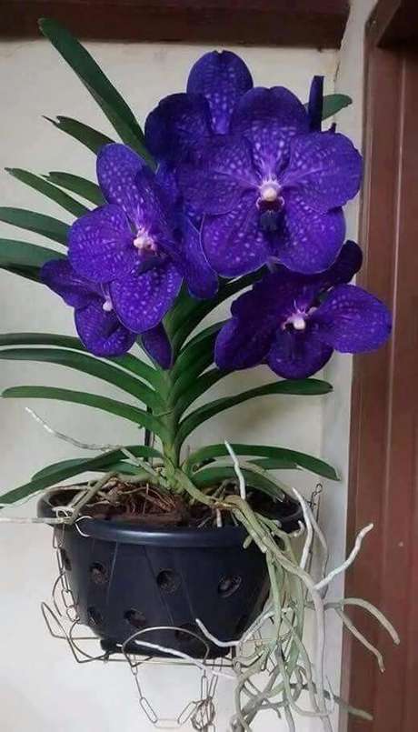 orquídea vanda roxa arranjo simples 