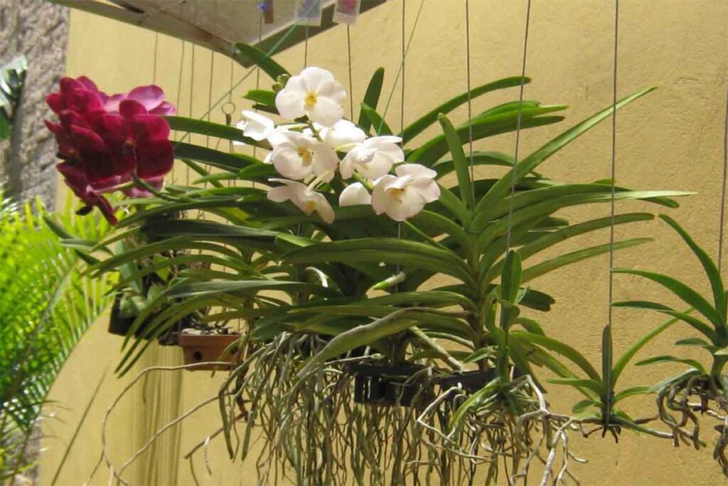orquideas de flores branca e vermelha
