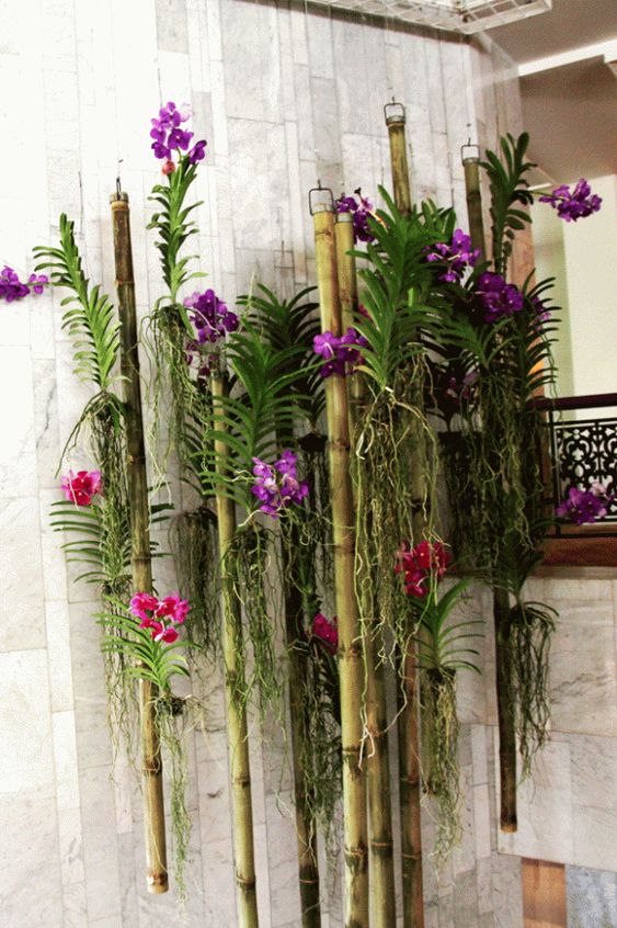 orquídeas suspensa no bambu