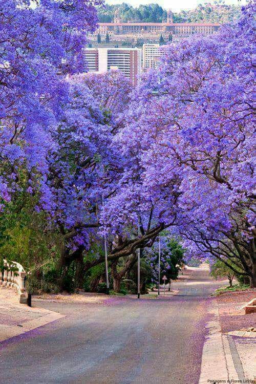 árvore de grande porte com floração lilás em rua 