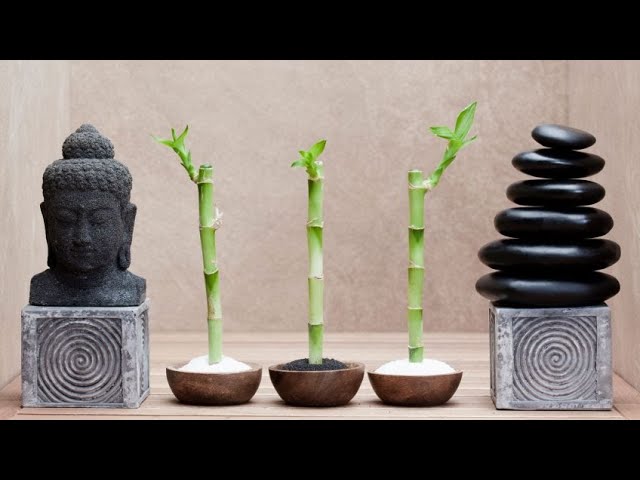 plantas feng shui bambu da sorte