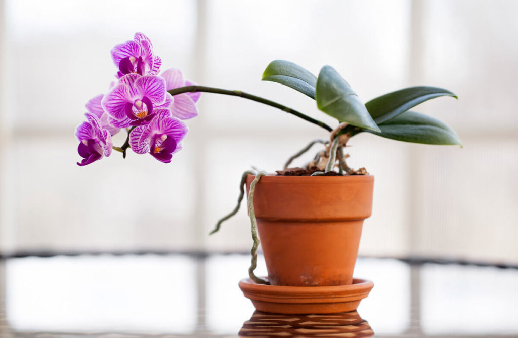como cuidar de orquídeas no vaso