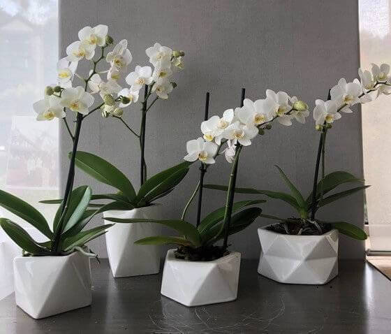 como cuidar de orquídeas em vasos