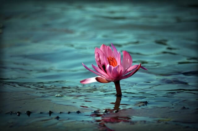 flor no lago