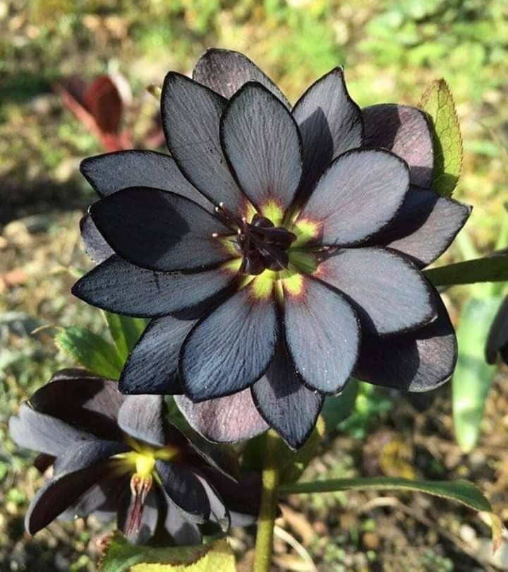 flor de lótus preta