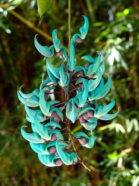 flor de jade