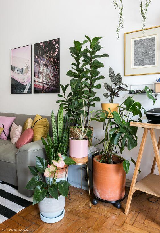 planta ornamental dentro de casa