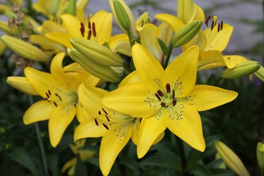 planta ornamental amarela