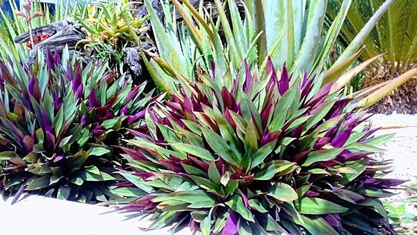 planta ornamental abacaxi roxo