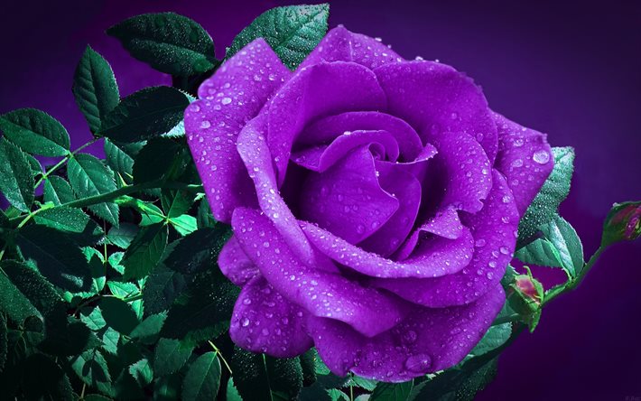 rosas lilás ou violetas