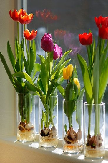 como cuidar de tulipas em vasos