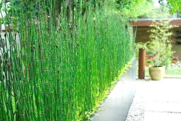 broto de bambu 