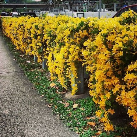 flores amarelas para cerca