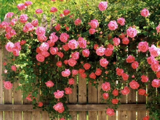 rosas sobre a cerca
