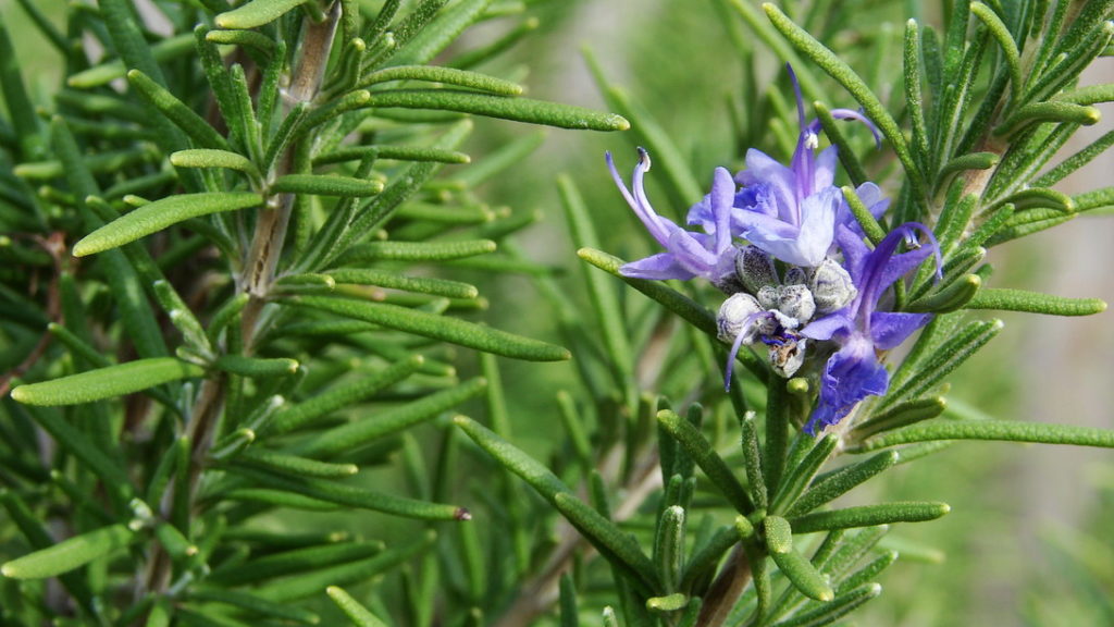 flor azul de alecrim