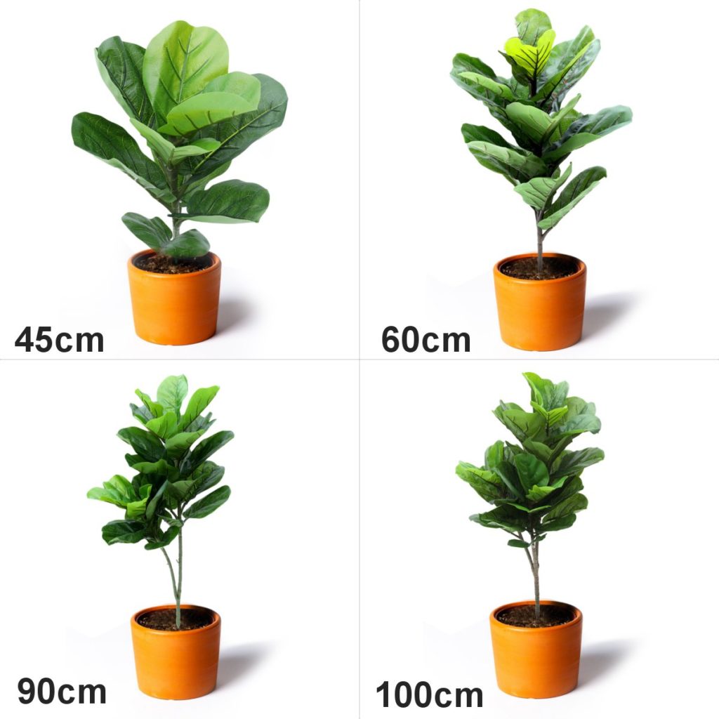 planta Ficus lyrata