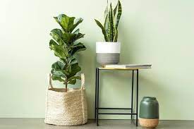 plantas para decorar