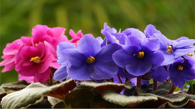 Violetas: como cuidar e plantar