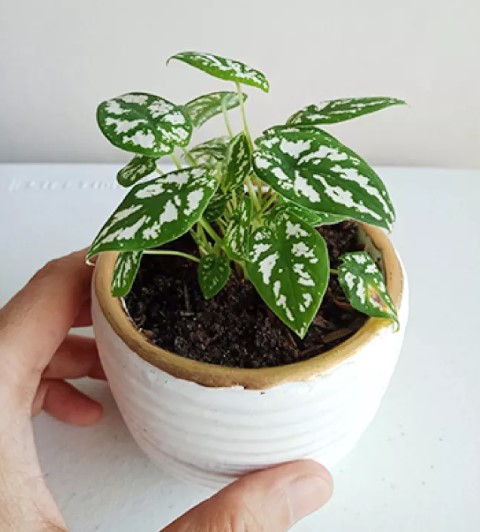 vaso pequeno para planta