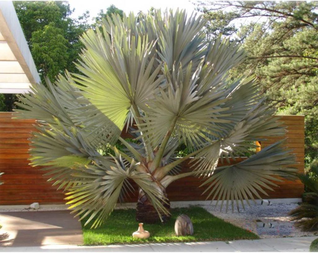 palmeira para jardim pequeno