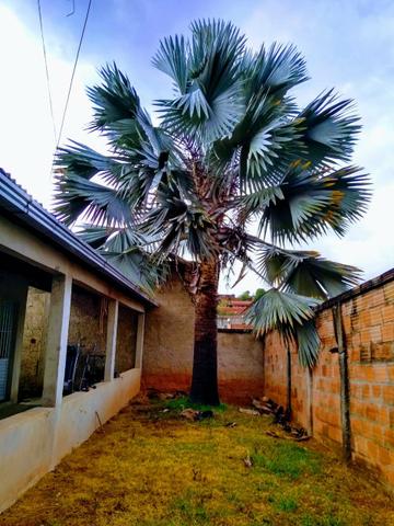palmeira para jardim simples