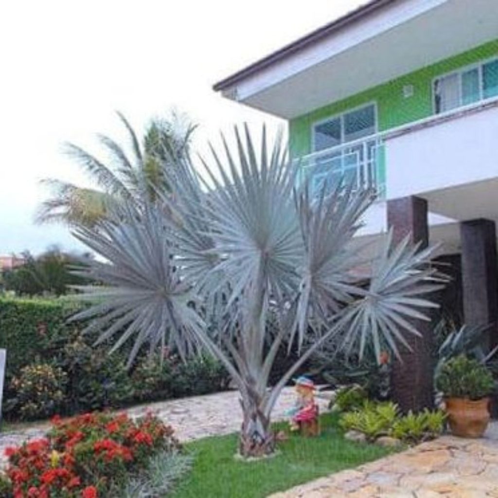 jardim com palmeira azul