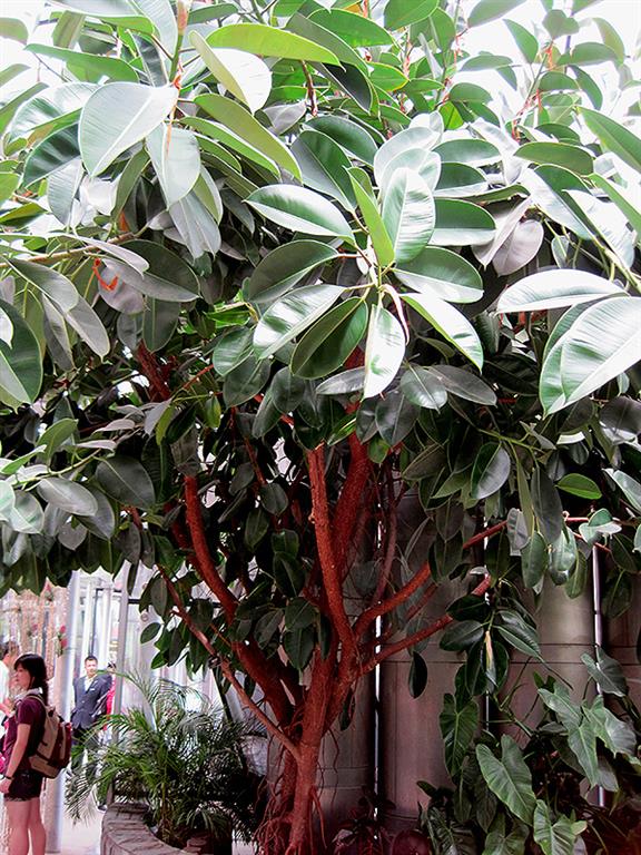 decoração com Ficus elastica