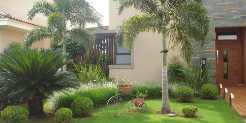 jardim com palmeiras